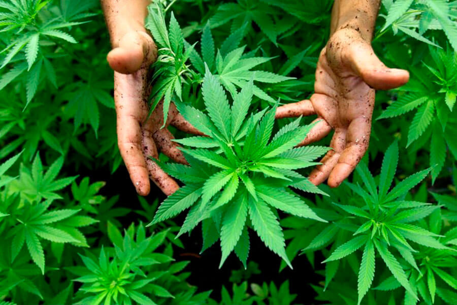 Лечение с помощью марихуаны похожие на коноплю растения